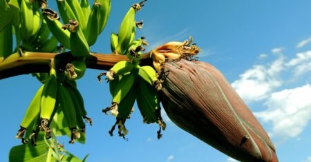 Banana-Figo: Conheça os Benefícios e o que a Torna Única