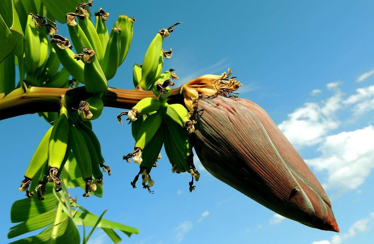 Banana-Figo: Conheça os Benefícios e o que a Torna Única