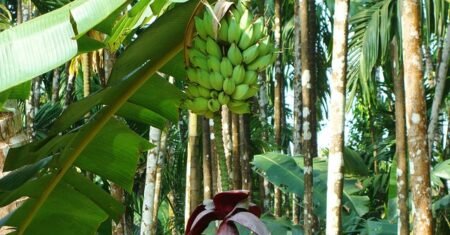 Banana Nanica: Benefícios, Calorias e Como Usar na Dieta