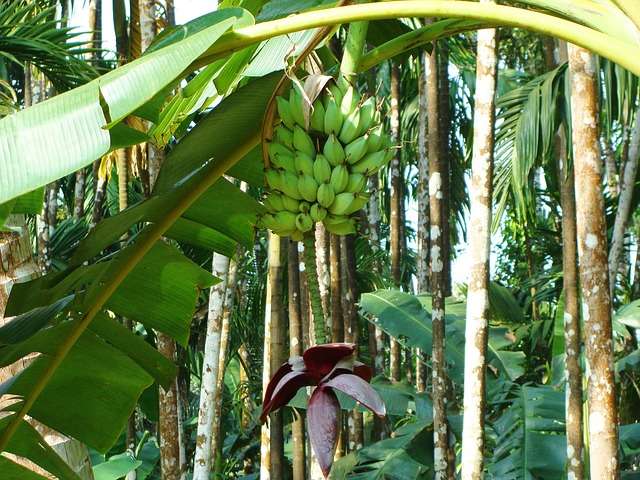 Banana Nanica: Benefícios, Calorias e Como Usar na Dieta