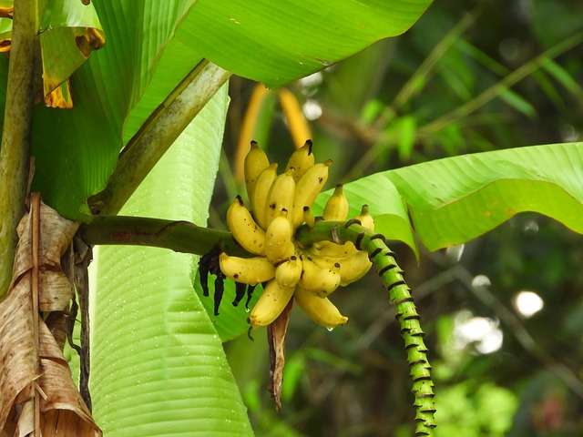Banana Ouro: Benefícios, Calorias e Por Que Ela é Tão Especial
