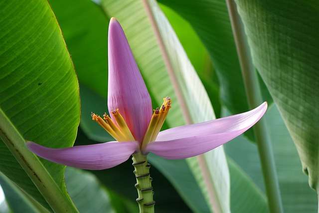 Banana Roxa: Benefícios, Nutrientes e Guia Completo de Consumo