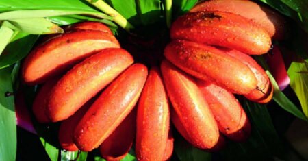 Banana São Tomé: Conheça os Benefícios da Banana Vermelha