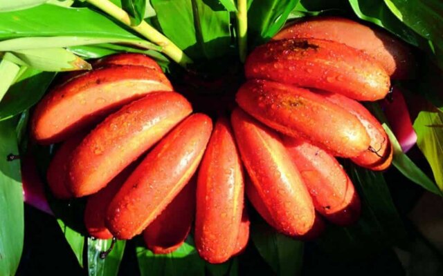 Cacho de banana São Tomé madura, também conhecida como banana vermelha, destacando a sua casca de cor bordeaux e polpa nutritiva.