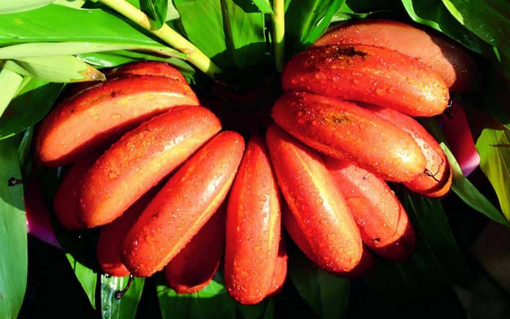 Banana S o Tom Conhe a Os Benef cios Da Banana Vermelha Banana S o Tom Conhe a Os Benef cios Da Banana Vermelha