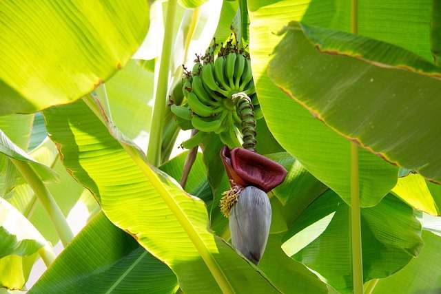 "Uma banana-nanica inteira ao lado de outra descascada, revelando a polpa clara, macia e muito doce."