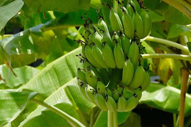 "Cacho vertical de bananas-ouro maduras preso à bananeira, mostrando as frutas pequenas, gordinhas e com casca amarelo-brilhante."