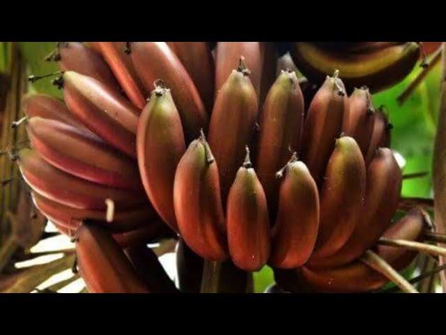 "Penca de bananas-roxas maduras com casca grossa em tons de roxo-escuro e avermelhado, destacando a sua cor exótica."