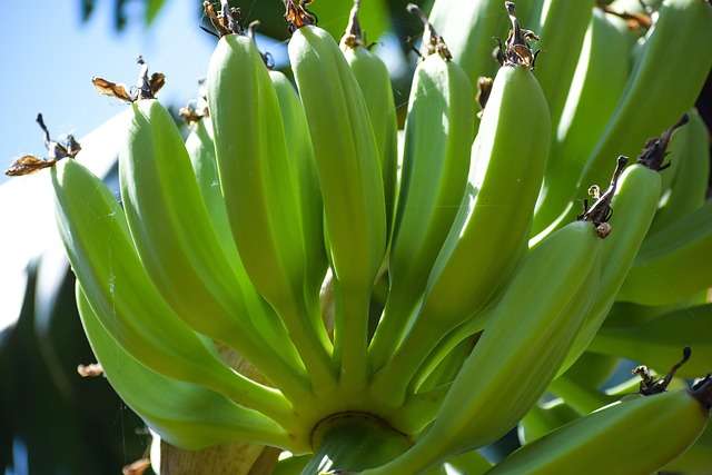"Penca de bananas inteiras com casca completamente verde, firme e sem manchas, ilustrando o estágio inicial de maturação da fruta."