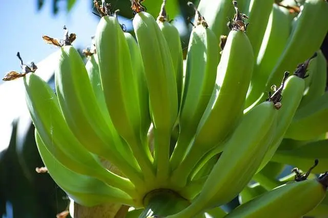 "Penca de bananas inteiras com casca completamente verde, firme e sem manchas, ilustrando o estágio inicial de maturação da fruta."