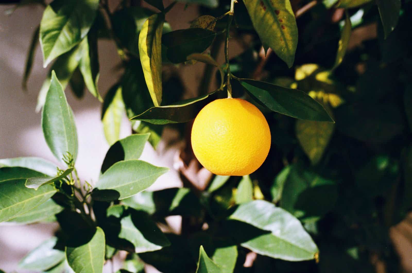 Laranja Bahia: Benefícios, Curiosidades e Como Usar na Dieta