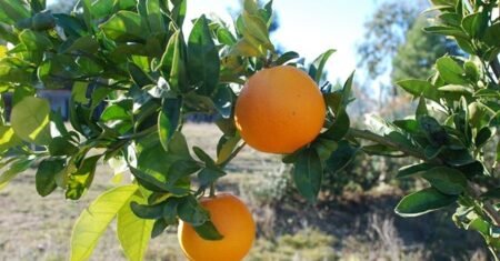Laranja Folha Murcha: O Segredo do Suco Mais Doce e Nobre