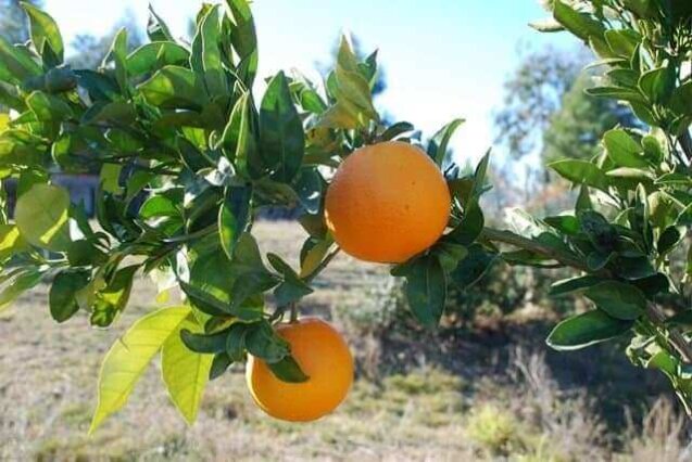 Laranjas folha murcha maduras ainda no pé, destacando as folhas curvadas características da árvore e a casca alaranjada sob a luz do sol."
