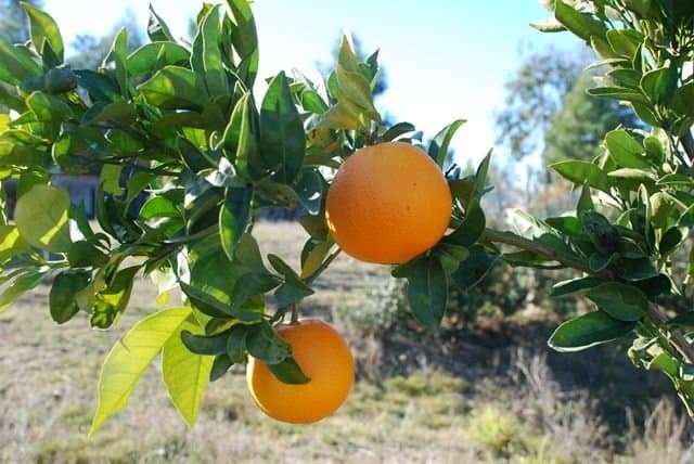 Laranja Folha Murcha: O Segredo do Suco Mais Doce e Nobre