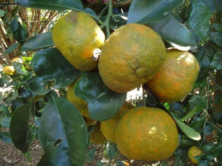 Laranja-da-terra: Benefícios, Receitas e Usos Medicinais