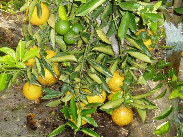"Laranja madura pendurada no galho de uma laranjeira, rodeada por folhas verdes murchas e enroladas."