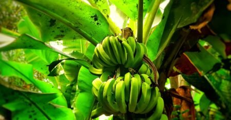 Banana-d’água: Conheça 10 Benefícios para a sua Saúde