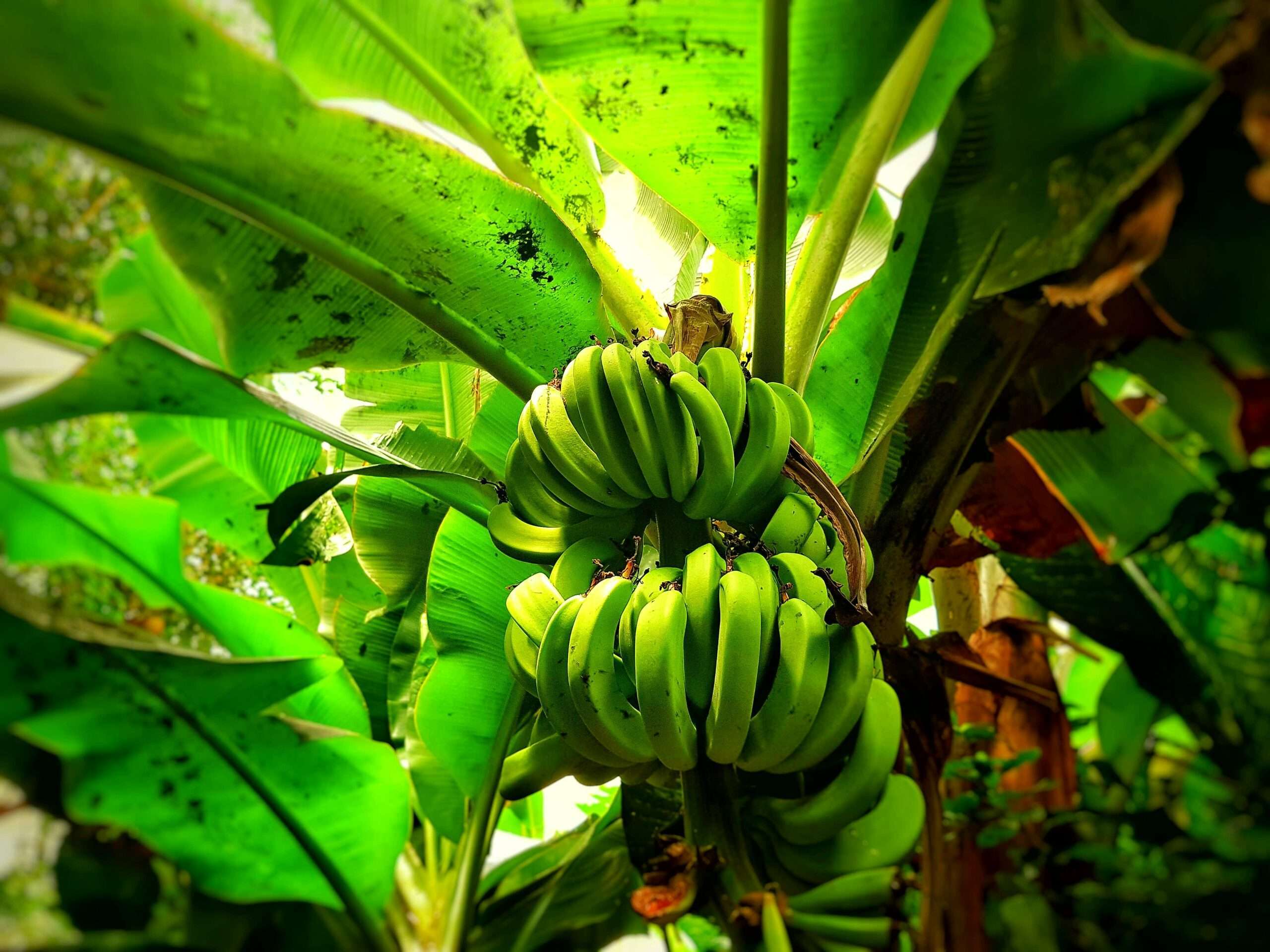 Banana-d’água: Conheça 10 Benefícios para a sua Saúde