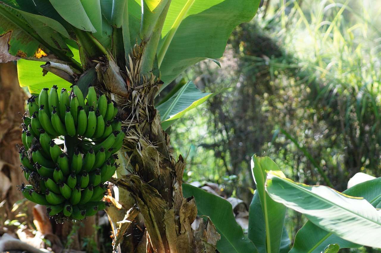 Os 10 Benefícios da Banana para a Tua Saúde