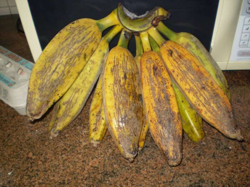 "Cacho de bananas-figo maduro amarelado, com frutos curtos e de formato arredondado, presos ao talo central."