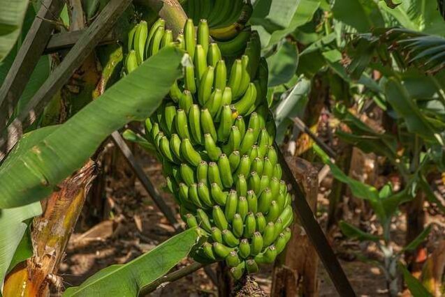 "Grande cacho de bananas maduras pendurado verticalmente na bananeira, mostrando várias pencas sobrepostas em ambiente natural."