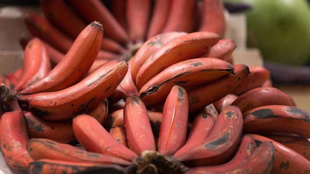 "Penca de bananas-são-tomé maduras com casca amarela-escura e tons avermelhados, destacando o formato angular da fruta."