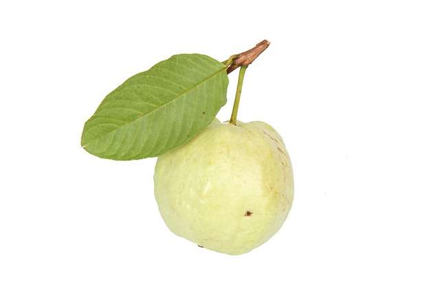 Uma goiaba branca inteira e madura com casca verde-clara sobre uma superfície limpa.