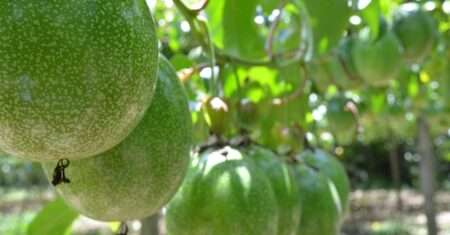 Maracujá e Gastrite: Benefícios, Mitos e Cuidados