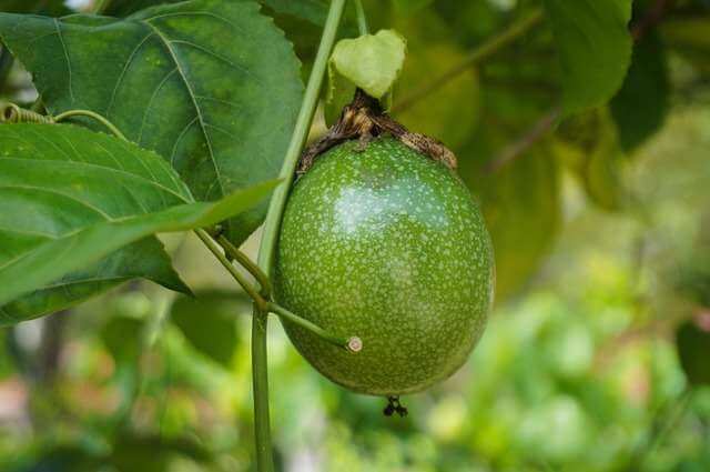 Maracujá: Gastrite Benefícios, Mitos e Cuidados 2 Maracujá verde inteiro e ainda não maturado preso ao ramo de uma plantação, com foco nas folhas do maracujazeiro ao fundo.