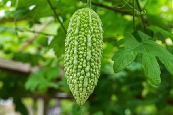 Fotografia em grande plano de um fruto de melão-de-são-caetano verde e verrugoso, pendurado na sua trepadeira silvestre com folhas verdes ao fundo.