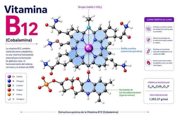 Melhor horário para tomar vitamina b12 2 Saiba os benefícios da vitamina b12 na saúde