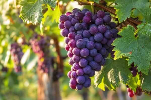 Uva roxa guia frutas e saúde