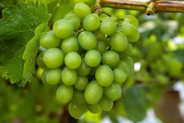 Uvas verdes e seus beneficios